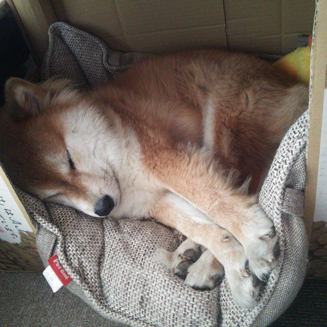 MILANSPORT入口-中国射击队新老交替迎战国际赛场，中国射击队最新选拔赛