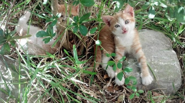 米兰体育-划频节奏分布热图：中国更集中，美国更发散，划幅和划频