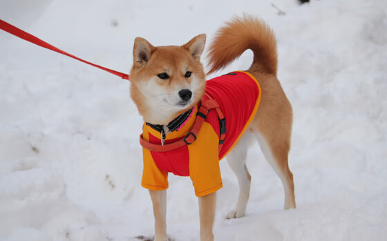 -曼城依靠高压体系连续压制对手，曼城这么强