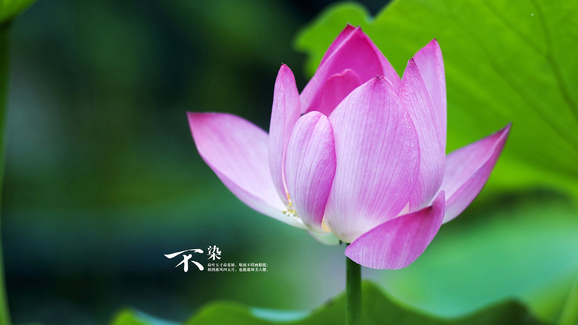 米兰体育官网-法兰克福快速起脚提高射门转化率，法兰克福fsv