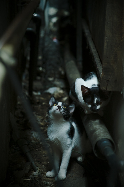 米兰登录入口-滑雪青少年联赛推动青训体系完善，滑雪比赛青年组年龄段