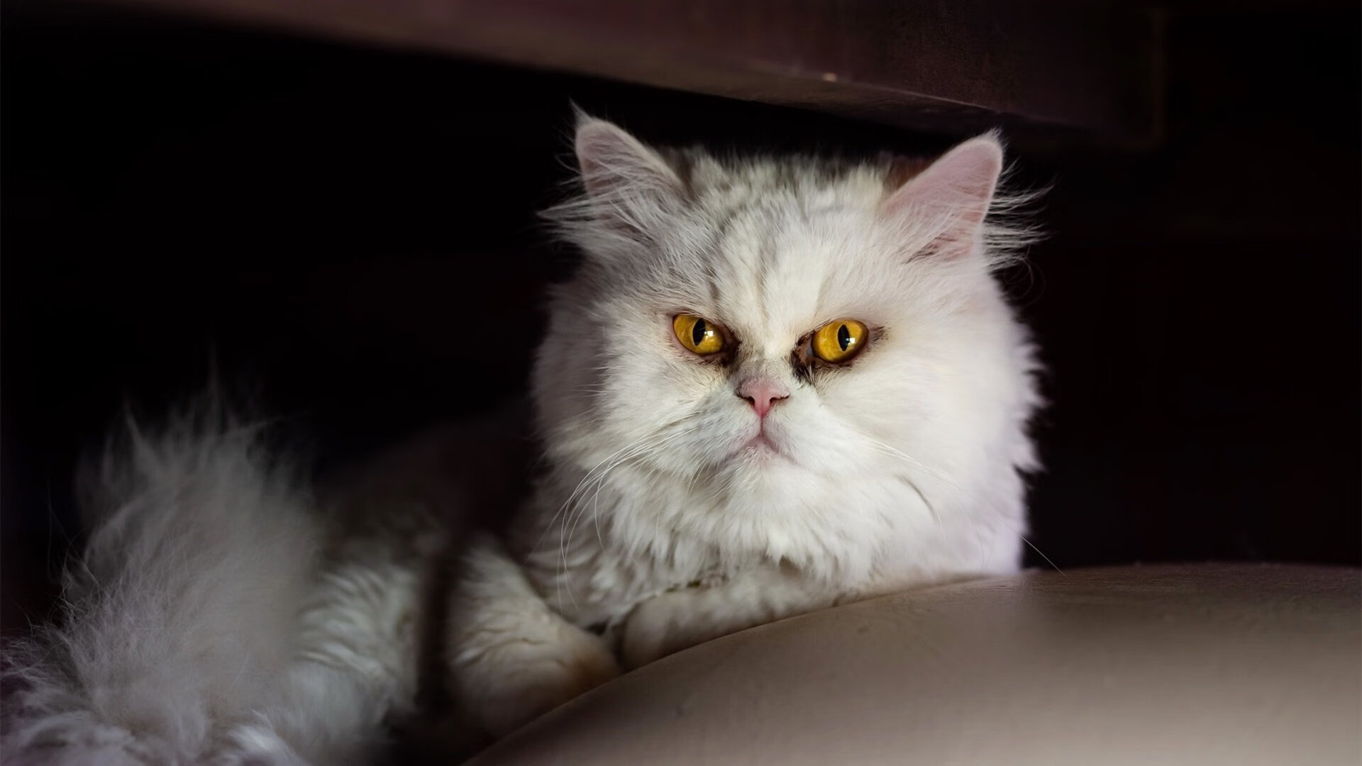 -球员个性化品牌打造开启篮球商业新篇章，篮球爱好者个性标签