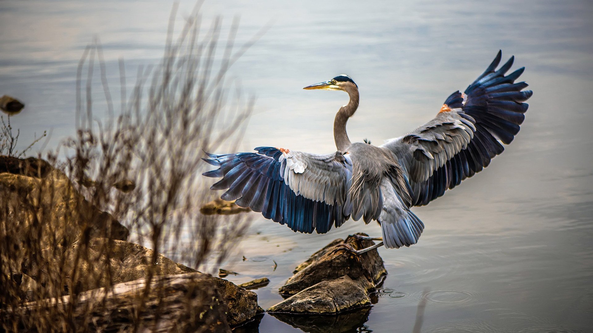 米兰体育-花样滑冰比赛精彩纷呈，花样滑冰比赛的视频(中国)