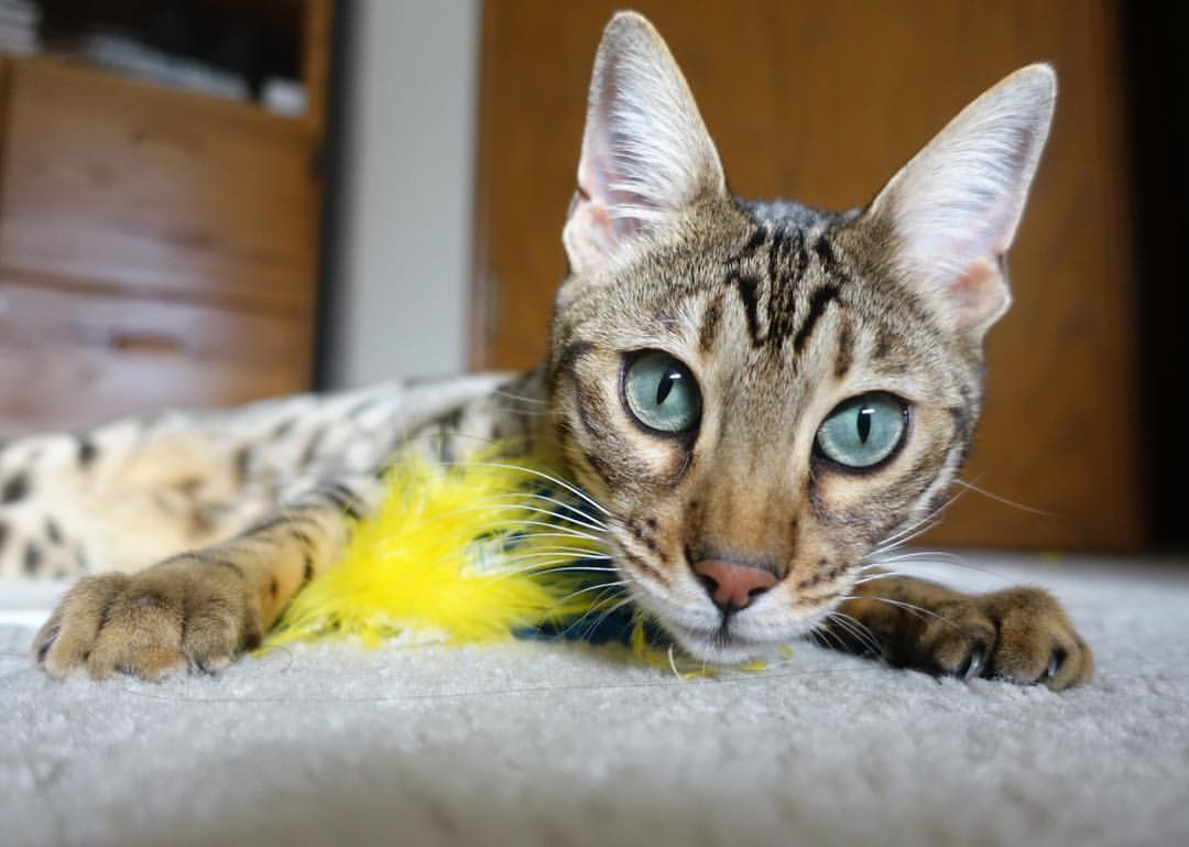 米兰体育-裁判判罚回放机制接受多方监督，裁判被罚下