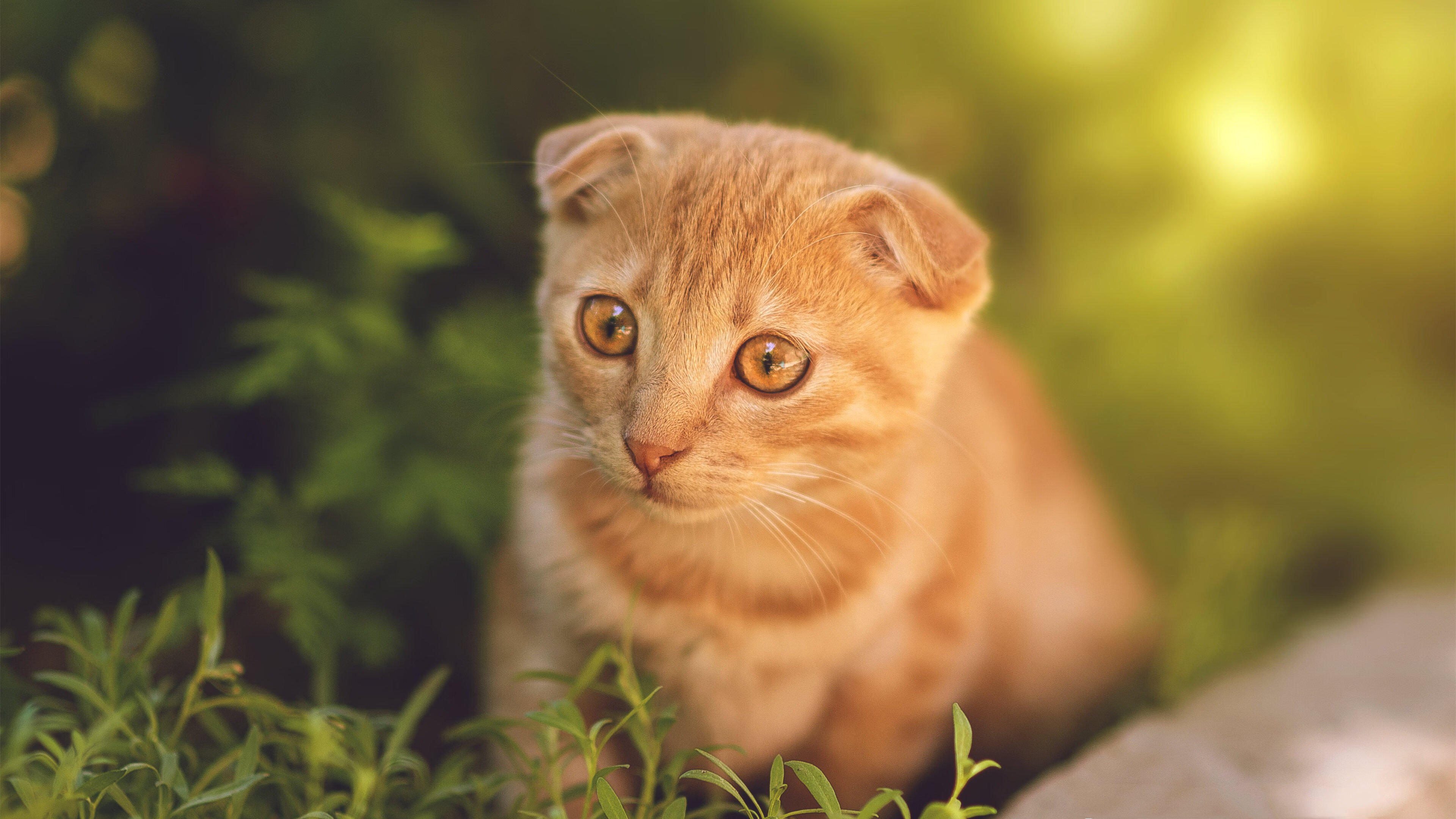 米兰体育官网-赛事数据透视：谁是技术赢家？，赛事数据分析