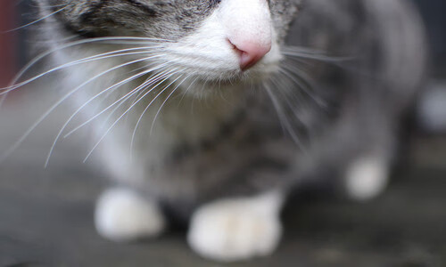 AC米兰-中国三人篮球国家队集中训练备战世锦赛，中国 三人篮球