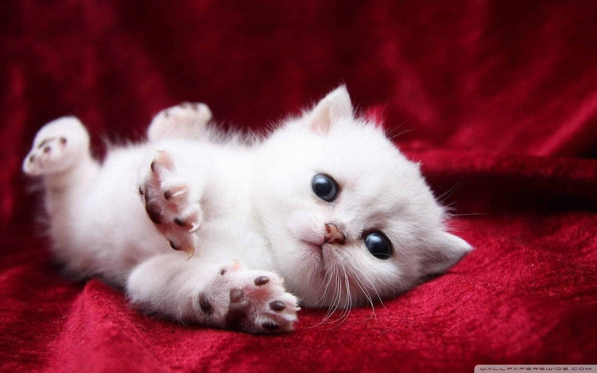 MILANSPORT下载-中国足球青训中心设立专项师资支持基金，中国足球协会足球青训中心