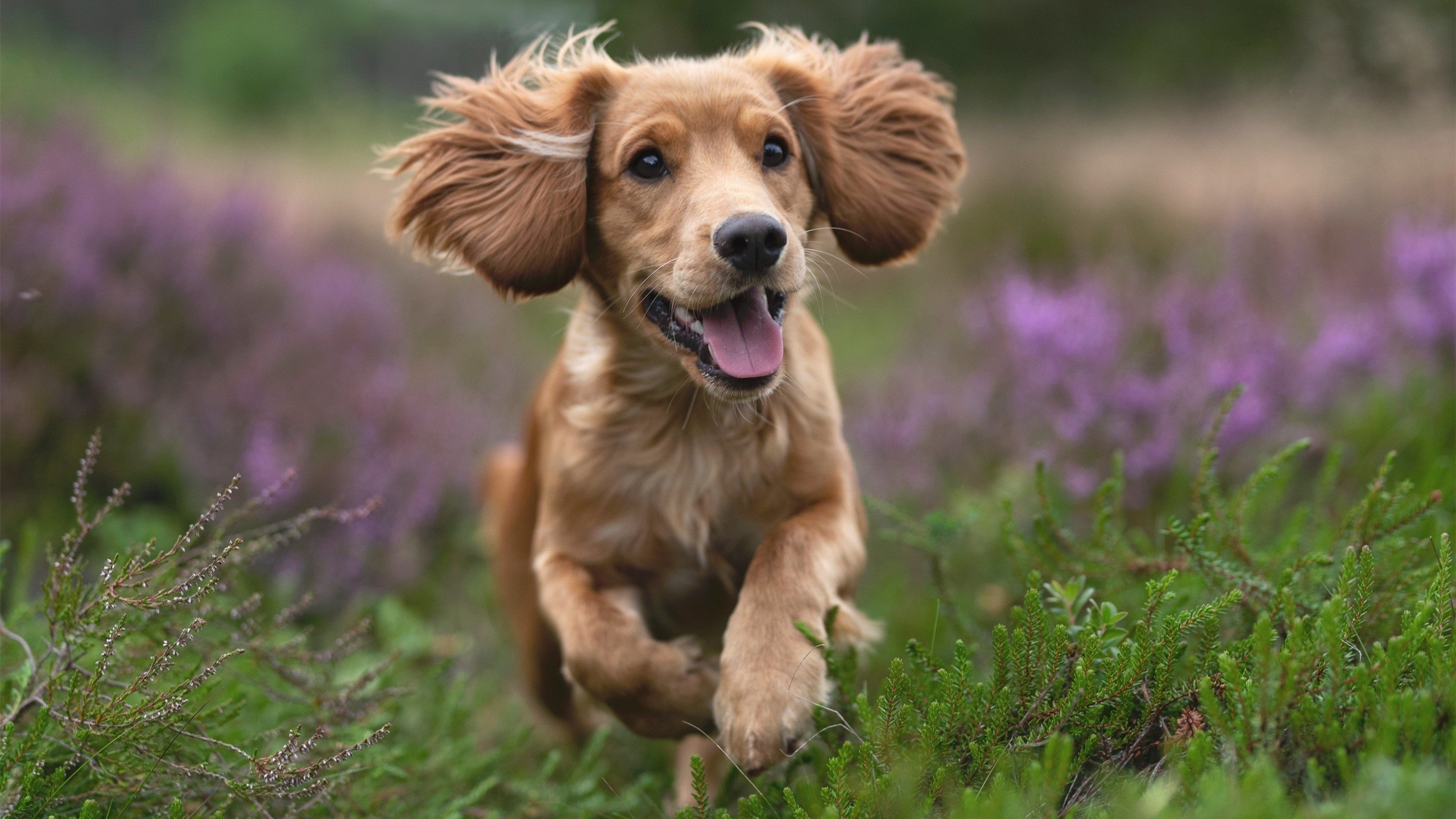 米兰体育官网-中小学生篮球技能等级认证体系初步建立，小学生篮球技能测试标准