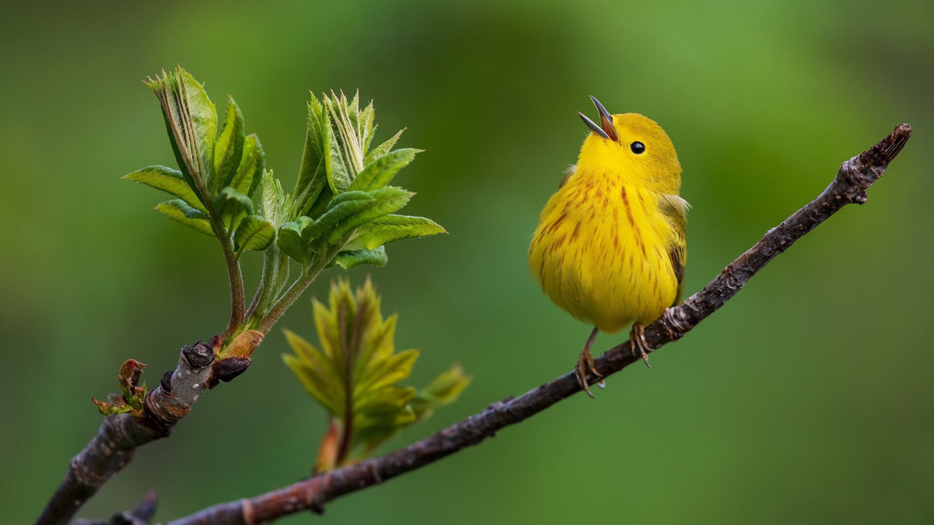 米兰登录入口-伊利亚·哈伦男子100米蝶泳表现亮眼，男子100米蝶泳纪录