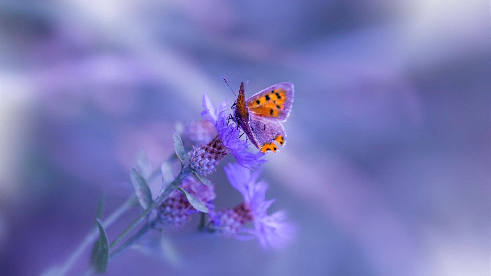 MILANSPORT下载-俱乐部外援多语种培训课程上线促进更好沟通与配合，外语俱乐部海报