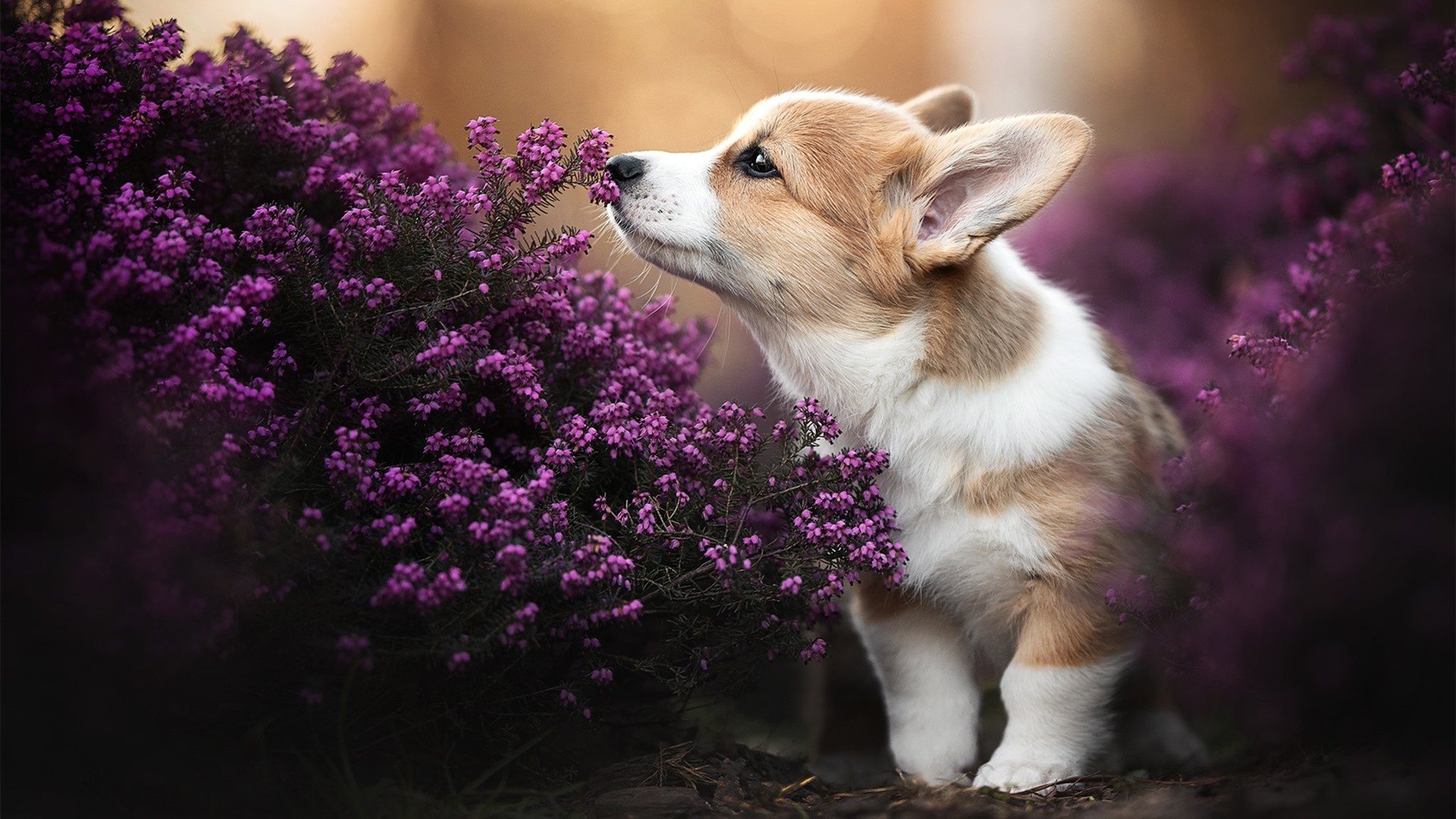 MILANSPORT下载-女子联赛开设赛前球员故事环节提升赛事人文温度，女子比赛项目