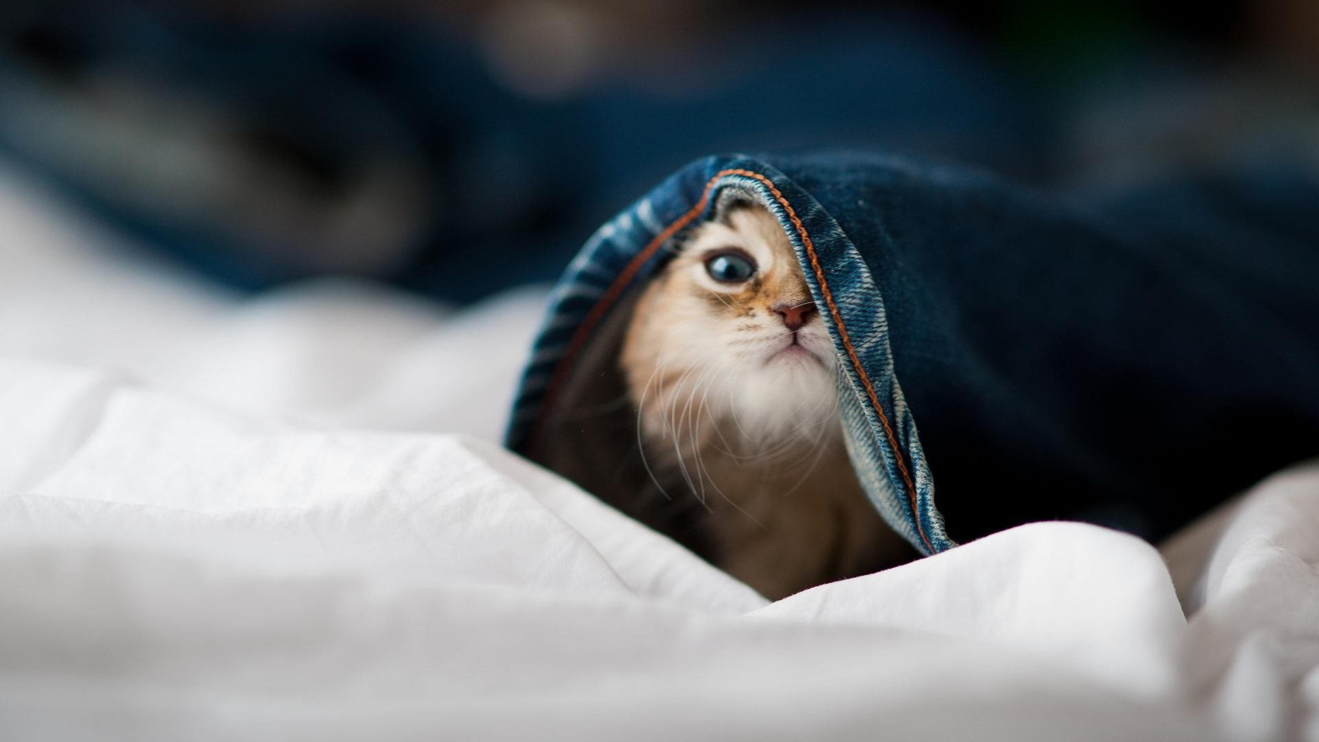 米兰体育APP-张雨霏蝶泳步伐精准有力，张雨霏蝶泳训练