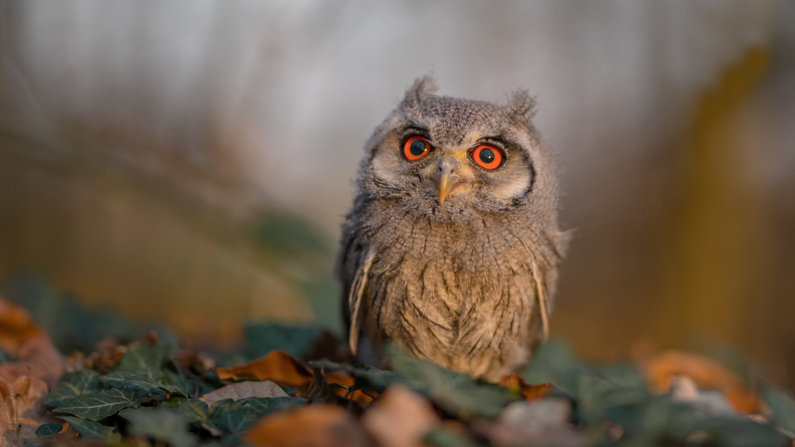 Milan Sports-校园足球推行区域联赛积分榜刺激竞争活力,校园足球比赛积分表