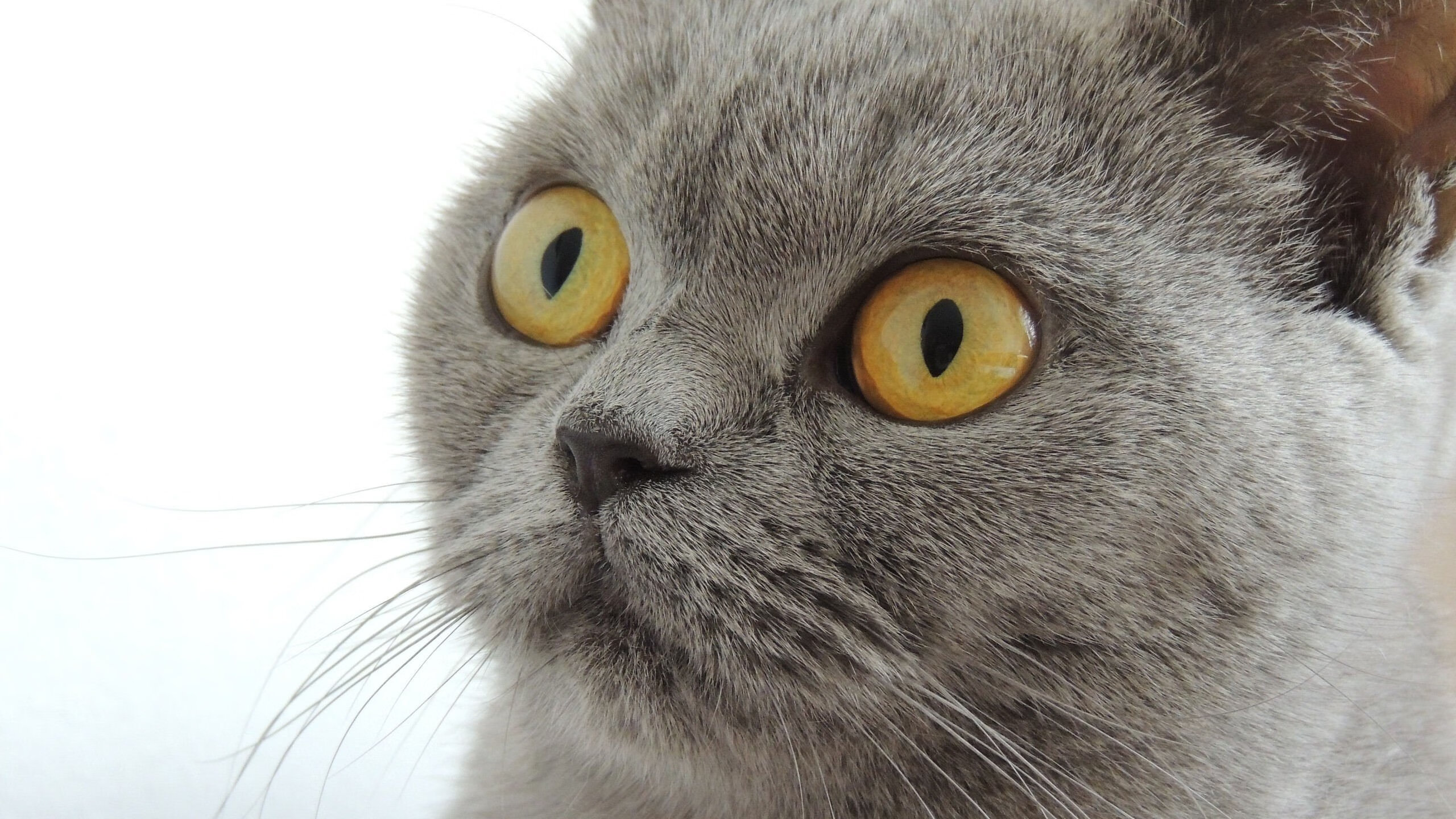 米兰登录入口-罗马尼亚女篮在欧洲锦标赛中展现强大实力，冲击奖牌，罗马尼亚欧洲杯预选赛大名单