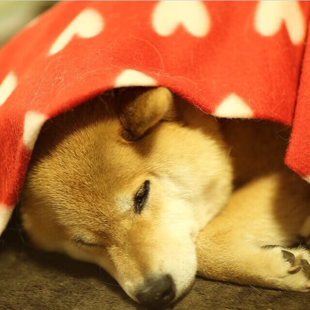 米兰登录入口-罗马尼亚女篮在欧洲锦标赛中展现强大实力，冲击奖牌，罗马尼亚欧洲杯预选赛大名单