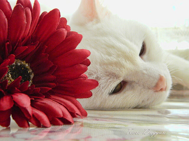 米兰体育-英超劲旅争锋：每一分都充满悬念，英超精华2020