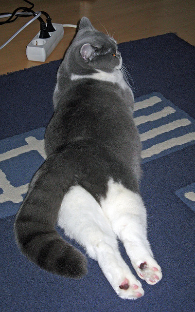 米兰体育APP-荷兰队在国际比赛中延续佳绩，晋级在望