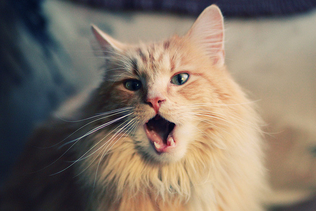 米兰体育APP-荷兰队在国际比赛中延续佳绩，晋级在望