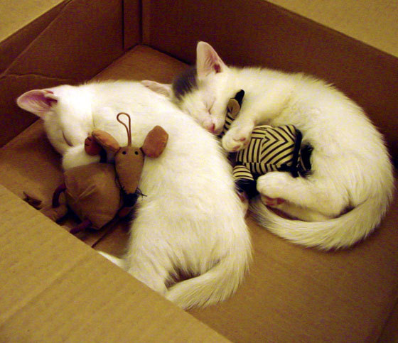 MILANSPORT入口-蝶泳赛道 阿莱克西强势出击