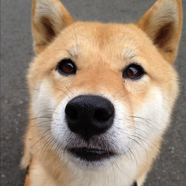 MILANSPORT下载-防守反击节奏转换效率高，防守反击什么意思